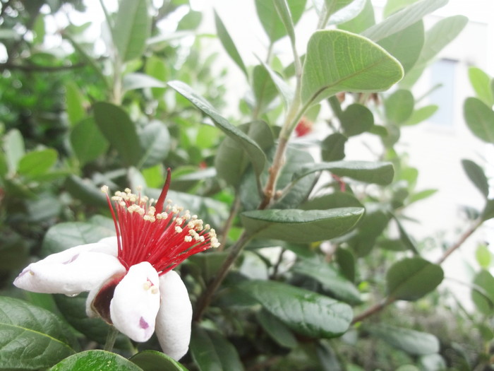 フェイジョアユニーク/374